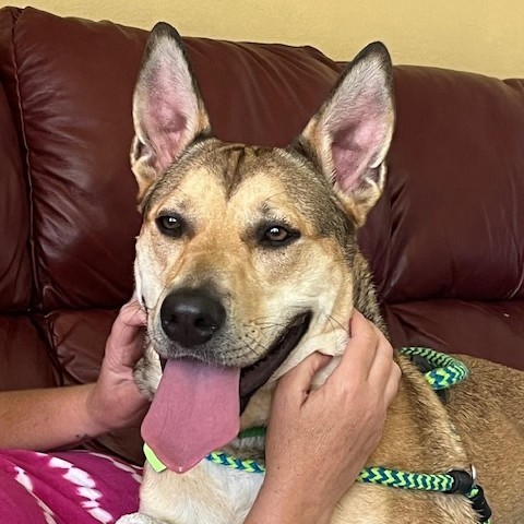 Panda Bear--In Foster, an adoptable Mixed Breed in Fargo, ND, 58102 | Photo Image 6