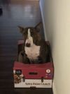 Crixus (Courtesy) photo 1