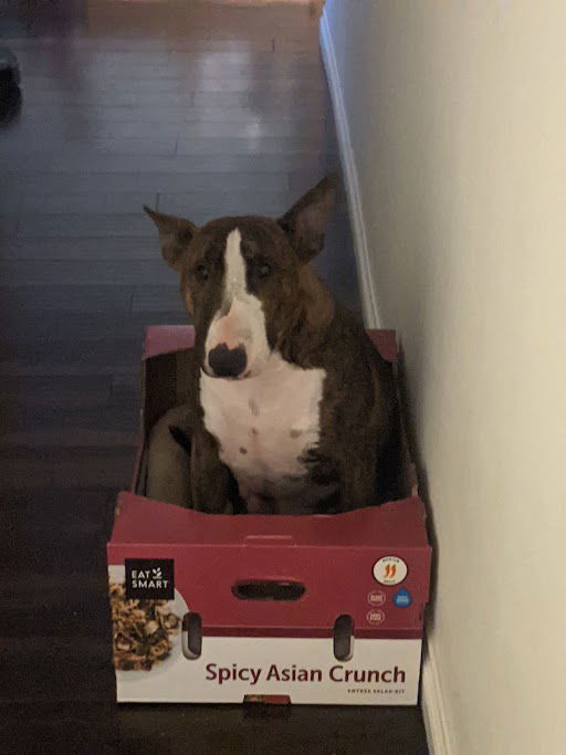 Crixus (Courtesy), an adoptable Bull Terrier in Aurora, CO, 80012 | Photo Image 1
