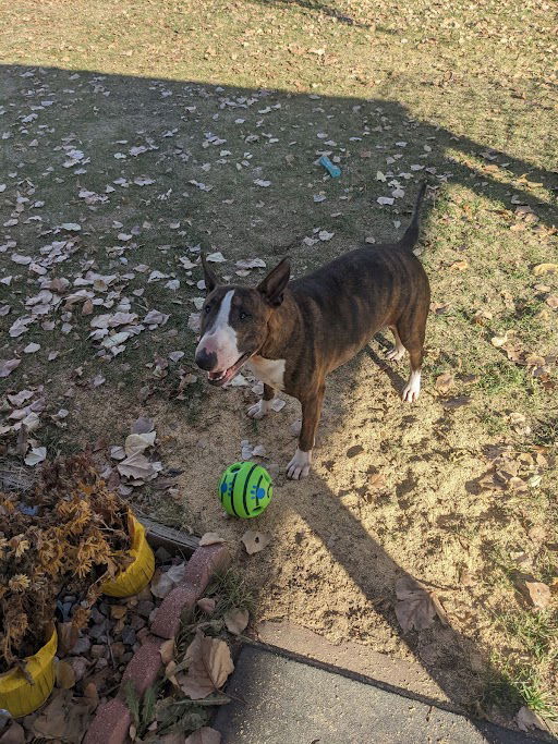 Crixus (Courtesy), an adoptable Bull Terrier in Aurora, CO, 80012 | Photo Image 2