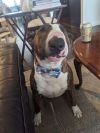 Crixus (Courtesy) photo 3