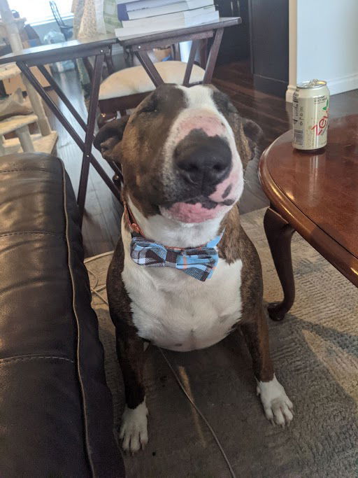 Crixus (Courtesy), an adoptable Bull Terrier in Aurora, CO, 80012 | Photo Image 3