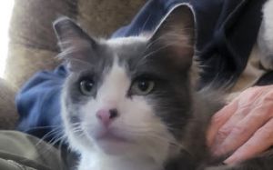 Sebastians journey began in the midst of chaos rescued from a hoarding situation in a trailer park