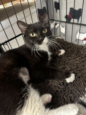 Leia a charming 2-year-old domestic short hair tuxedo cat found herself abando