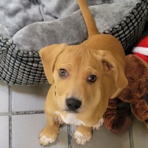 This puppy is located at our Westhampton Adoption Center head in to meet them and see if you are a
