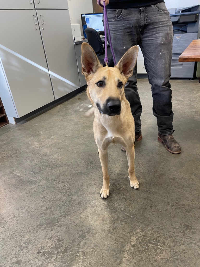 Igloo (Chase), an adoptable Mixed Breed in Thousand Oaks, CA, 91360 | Photo Image 1