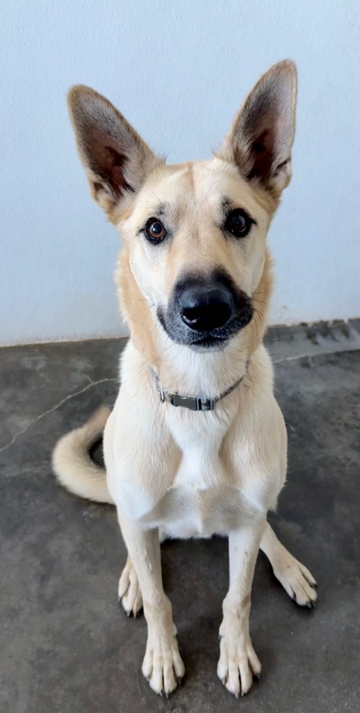 Igloo (Chase), an adoptable Mixed Breed in Thousand Oaks, CA, 91360 | Photo Image 1
