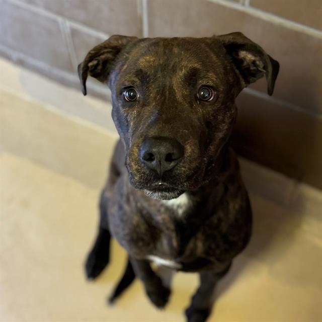 Dog, an adoptable Mastiff, Mixed Breed in Blythe, CA, 92225 | Photo Image 1