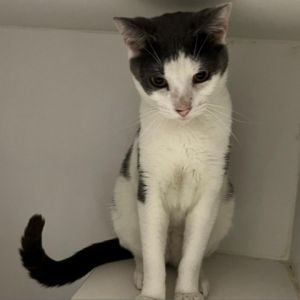 Meet Jazzy a 2-year-old black and white female cat Jazzy has a calm and gentle personality known 