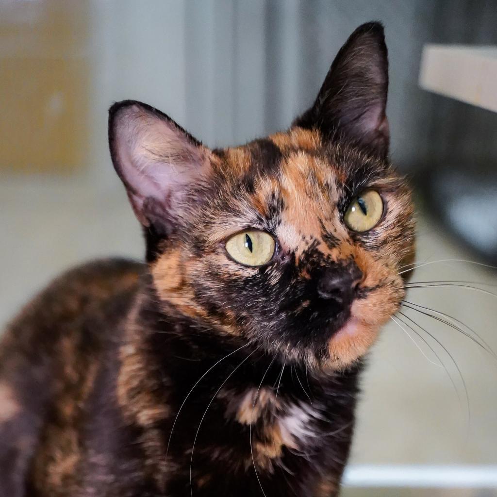 Torie, an adoptable Domestic Short Hair in Thomaston, ME, 04861 | Photo Image 1