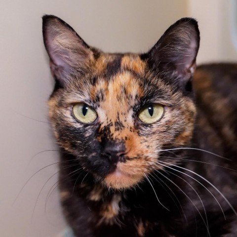 Torie, an adoptable Domestic Short Hair in Thomaston, ME, 04861 | Photo Image 2