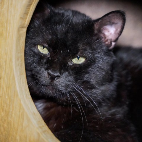 Grond, an adoptable Domestic Short Hair in Thomaston, ME, 04861 | Photo Image 2