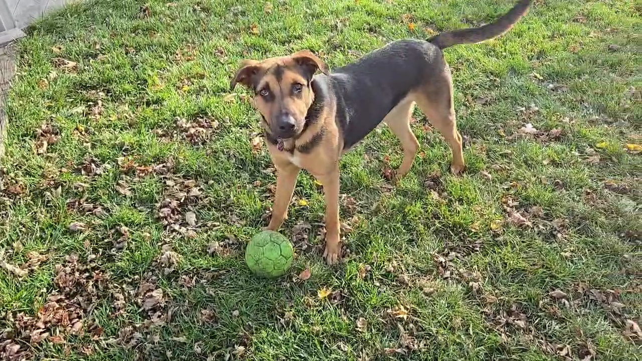 Pontoon, an adoptable Shepherd, Labrador Retriever in Minneapolis, MN, 55412 | Photo Image 1