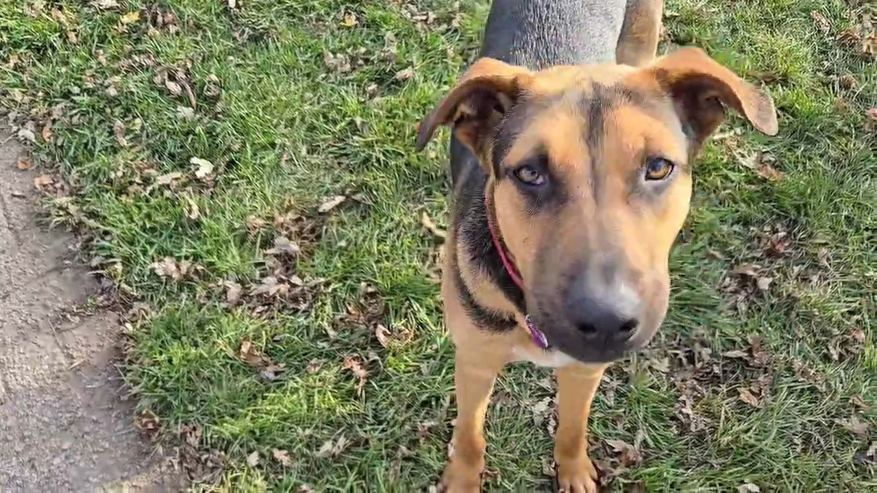 Pontoon, an adoptable Shepherd, Labrador Retriever in Minneapolis, MN, 55412 | Photo Image 2