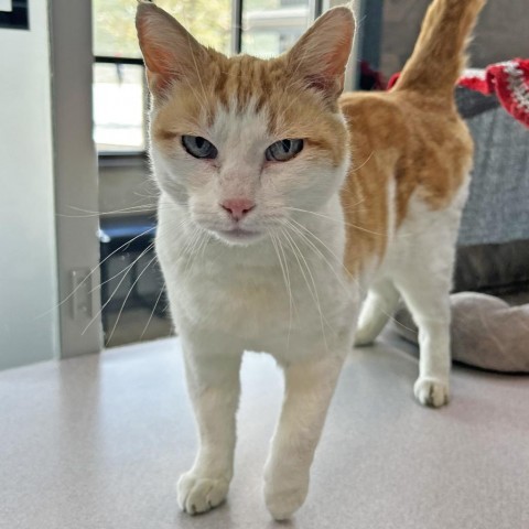 Gingersnap, an adoptable Domestic Short Hair in Hailey, ID, 83333 | Photo Image 1