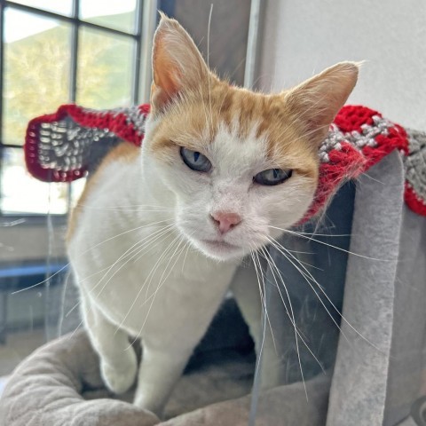 Gingersnap, an adoptable Domestic Short Hair in Hailey, ID, 83333 | Photo Image 2