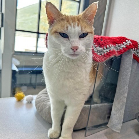 Gingersnap, an adoptable Domestic Short Hair in Hailey, ID, 83333 | Photo Image 3