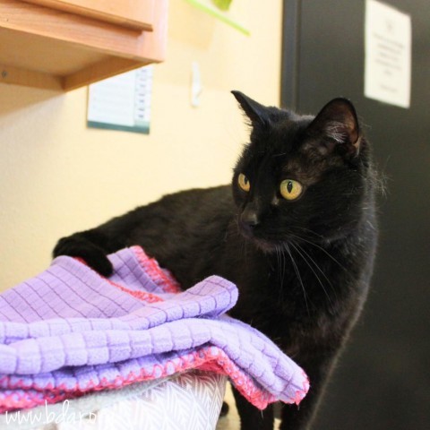 Shadow, an adoptable Domestic Short Hair in Cheyenne, WY, 82009 | Photo Image 1