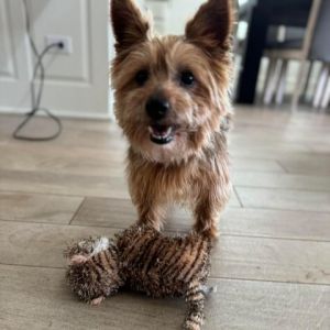 Bella May a 10-year-old spunky Yorkie weighing 10lbs landed at Camo due to her