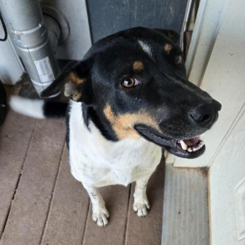 Savanna, an adoptable Mixed Breed in Moab, UT, 84532 | Photo Image 1