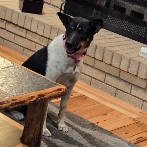 Savanna, an adoptable Mixed Breed in Moab, UT, 84532 | Photo Image 2