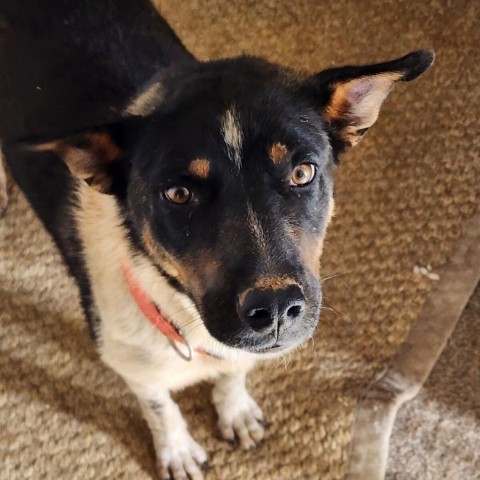 Savanna, an adoptable Mixed Breed in Moab, UT, 84532 | Photo Image 3