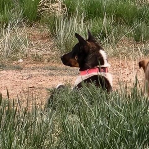 Savanna, an adoptable Mixed Breed in Moab, UT, 84532 | Photo Image 4