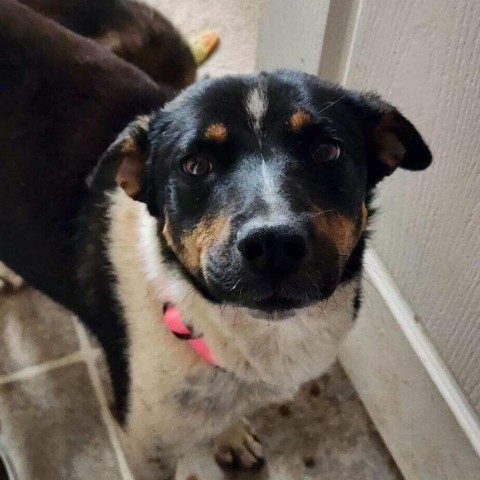 Savanna, an adoptable Mixed Breed in Moab, UT, 84532 | Photo Image 6