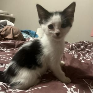 Introducing Jessica the playful explorer with a heart full of curiosity This energetic kitten is a