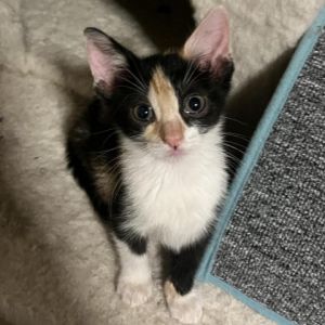 Meet Donna the epitome of feline affection This charming calico kitten is a cuddle connoisseur al