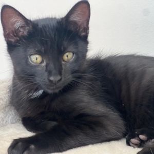Introducing Gem the bewitchingly beautiful kitten with a penchant for adventure and snuggles Found