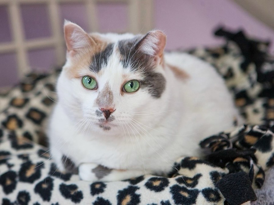 Ruthie, an adoptable Domestic Short Hair in Lakewood, CO, 80215 | Photo Image 1