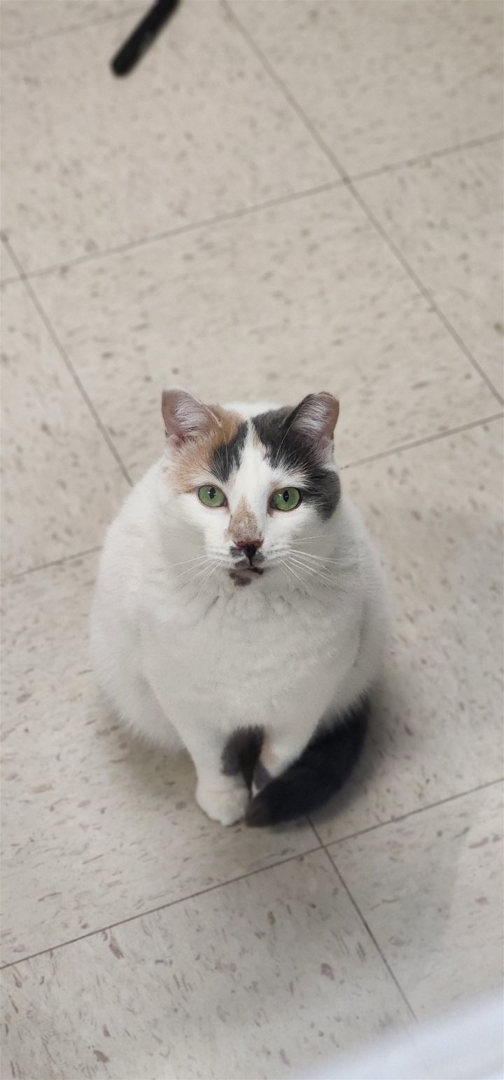 Ruthie, an adoptable Domestic Short Hair in Lakewood, CO, 80215 | Photo Image 2