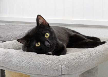 Nova