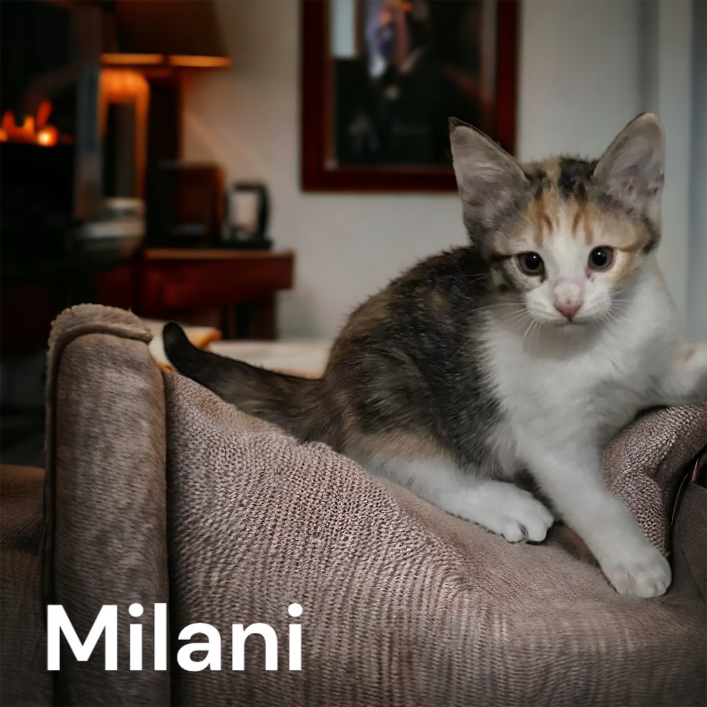 Milani, an adoptable Domestic Short Hair in Sorrento, LA, 70778 | Photo Image 1