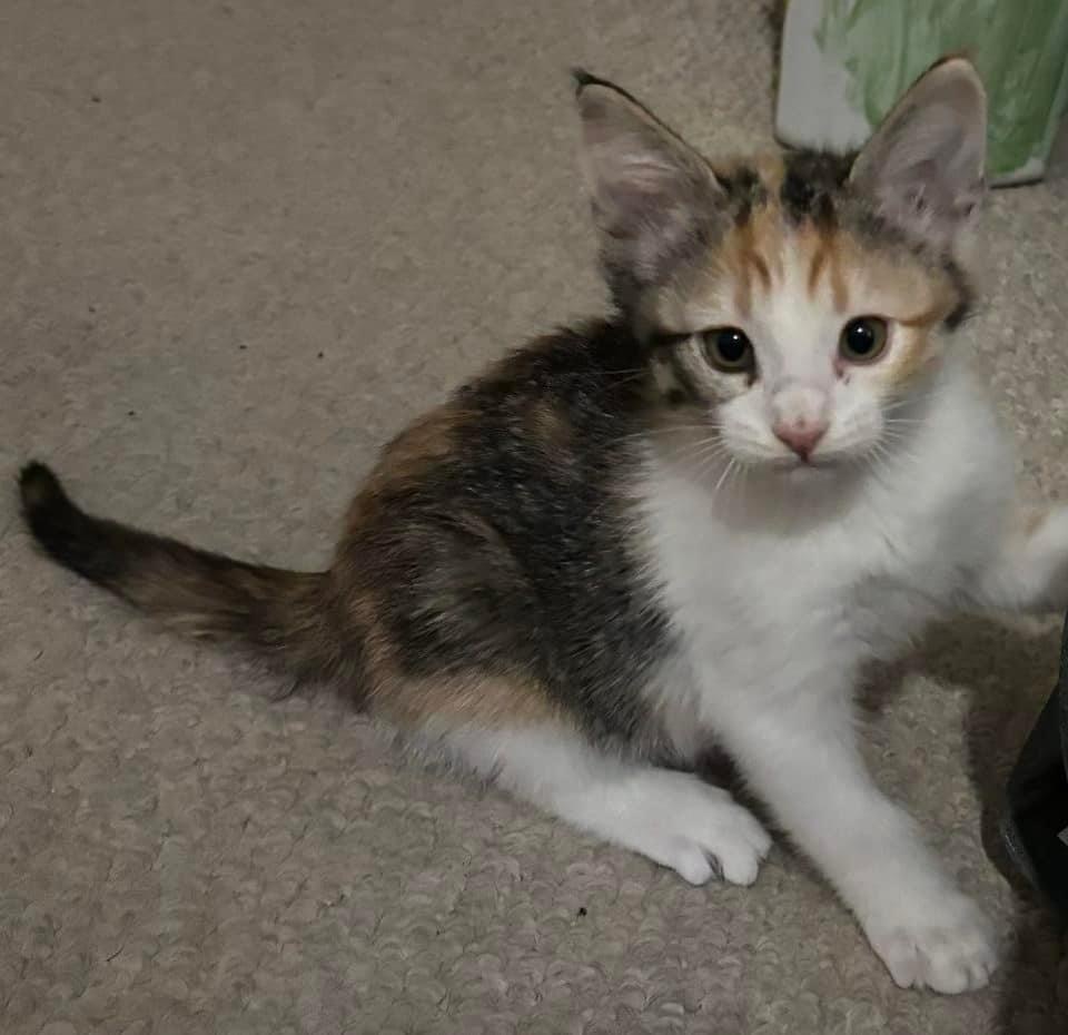 Milani, an adoptable Domestic Short Hair in Sorrento, LA, 70778 | Photo Image 2