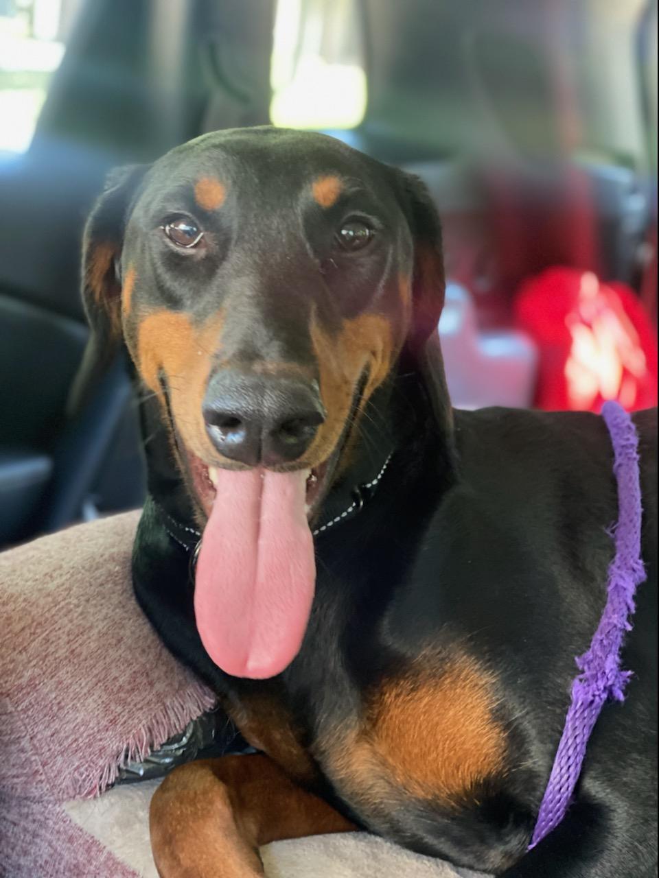 Dog for adoption - Delilah, a Doberman Pinscher in Minneapolis, MN ...