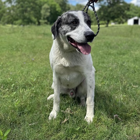 Bear, an adoptable Great Pyrenees, Mixed Breed in Wadena, MN, 56482 | Photo Image 2