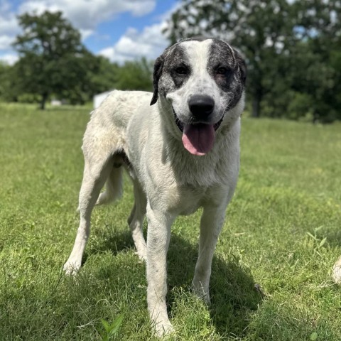 Bear, an adoptable Great Pyrenees, Mixed Breed in Wadena, MN, 56482 | Photo Image 3