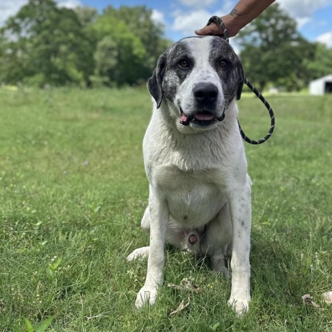 Bear, an adoptable Great Pyrenees, Mixed Breed in Wadena, MN, 56482 | Photo Image 4