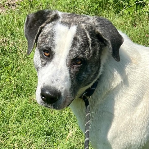 Bear, an adoptable Great Pyrenees, Mixed Breed in Wadena, MN, 56482 | Photo Image 5