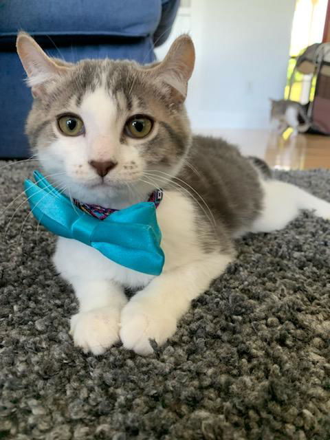 Barney, an adoptable Tabby, Domestic Short Hair in Traverse City, MI, 49686 | Photo Image 1