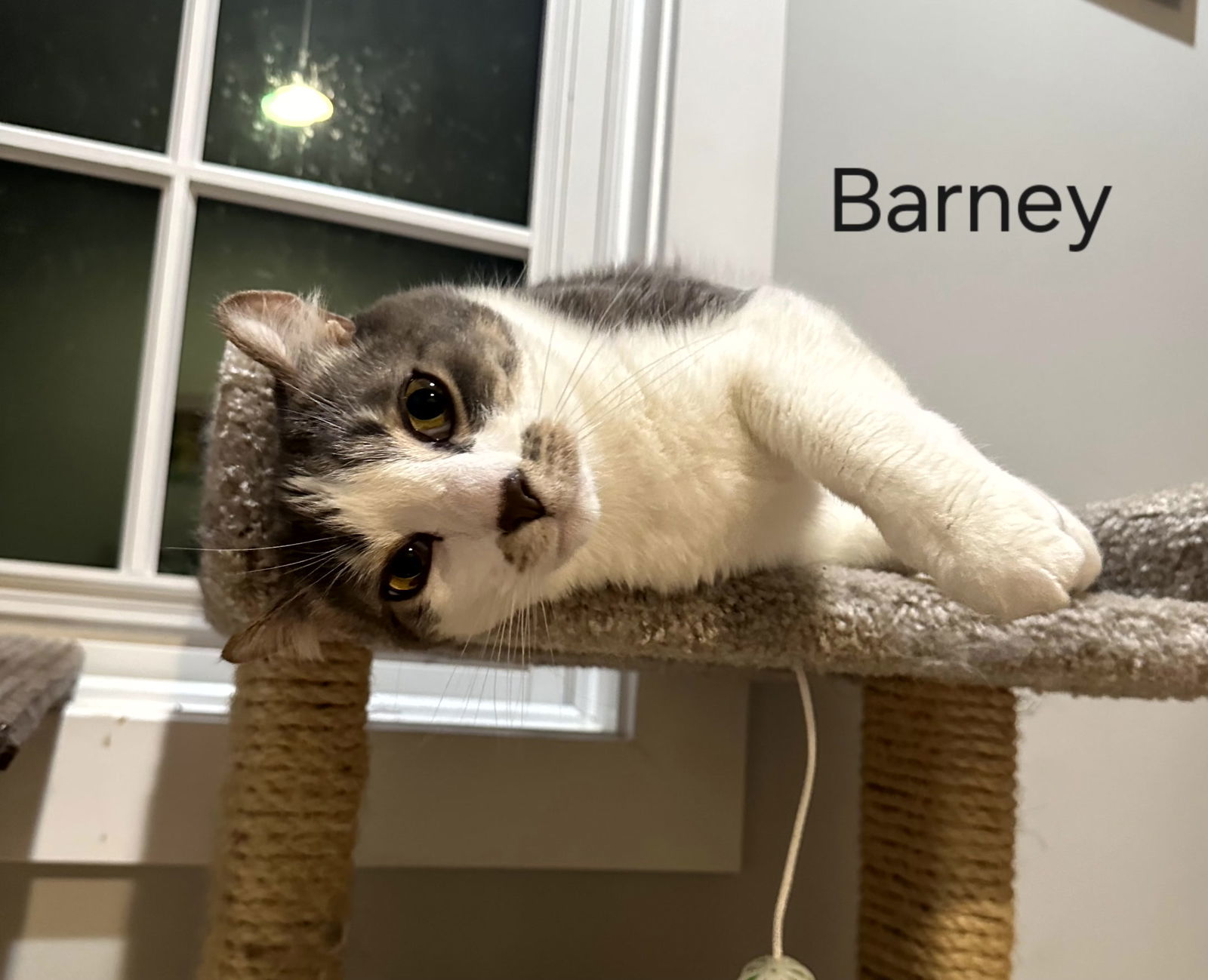 Barney, an adoptable Tabby, Domestic Short Hair in Traverse City, MI, 49686 | Photo Image 1