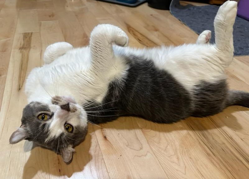 Barney, an adoptable Tabby, Domestic Short Hair in Traverse City, MI, 49686 | Photo Image 2