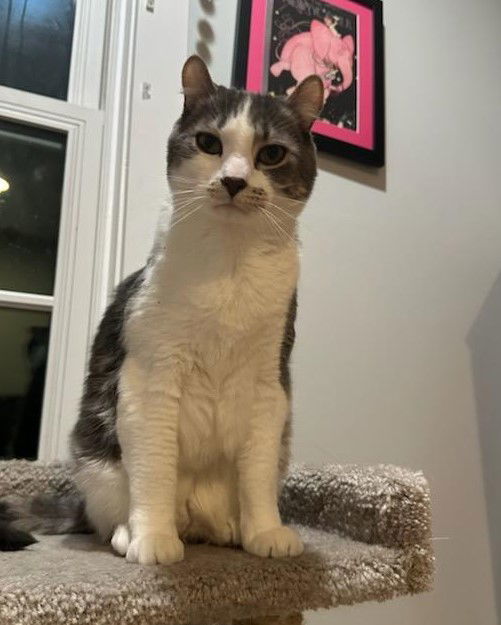 Barney, an adoptable Tabby, Domestic Short Hair in Traverse City, MI, 49686 | Photo Image 3