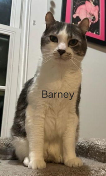 Barney, an adoptable Tabby, Domestic Short Hair in Traverse City, MI, 49686 | Photo Image 3