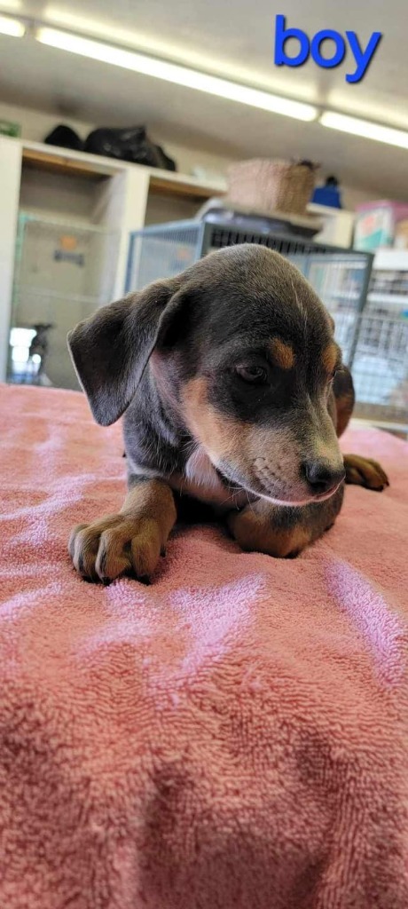 Fang, an adoptable Mixed Breed in Holbrook, AZ, 86025 | Photo Image 1