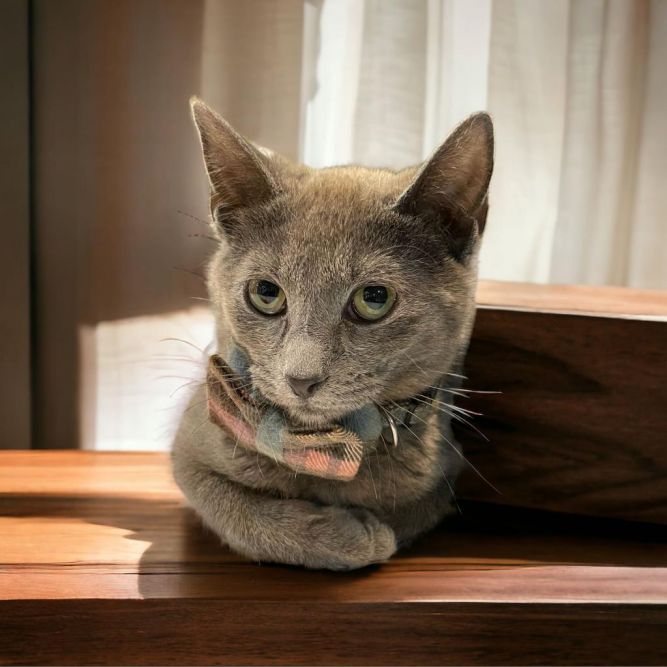 Lily (Bonded with Orca)