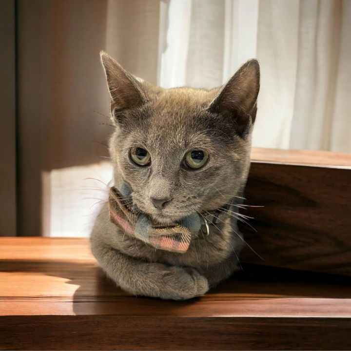 Lily (Bonded with Orca) 1