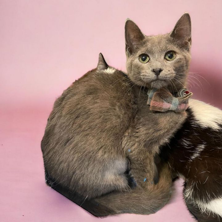 Lily (Bonded with Orca) 3
